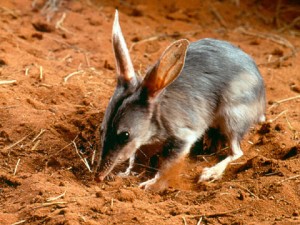 Le bilby remplace le lapin qui porte les oeufs en chocolat aux enfants en Australie