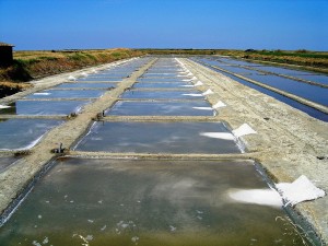 Marais salants de l'île de Ré